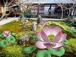 Lotus Mediatation