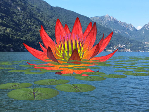 Water Lily Invasion Virtuale Switzerlaand, Lake Lugano